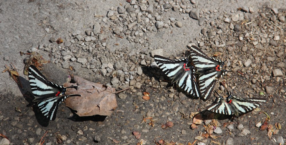 Zebra Swallowtail Butterflies